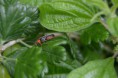 /album/fotogalerij/heemtuin07-05-14-087-jpg/